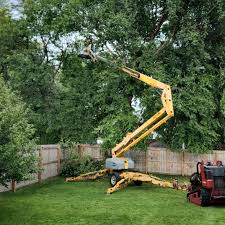 Best Stump Grinding and Removal  in Carroll, IA